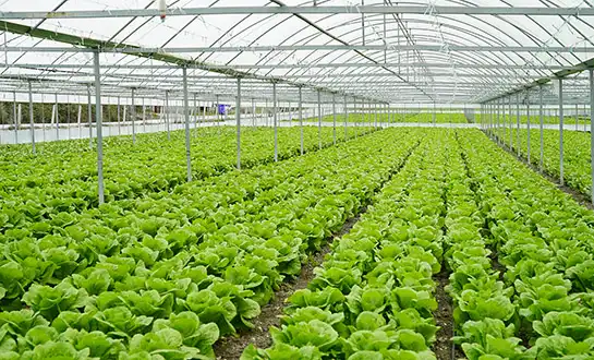 Liquid Fertilizers with Amino Acids and Small Peptides